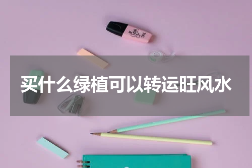 买什么绿植可以转运旺风水